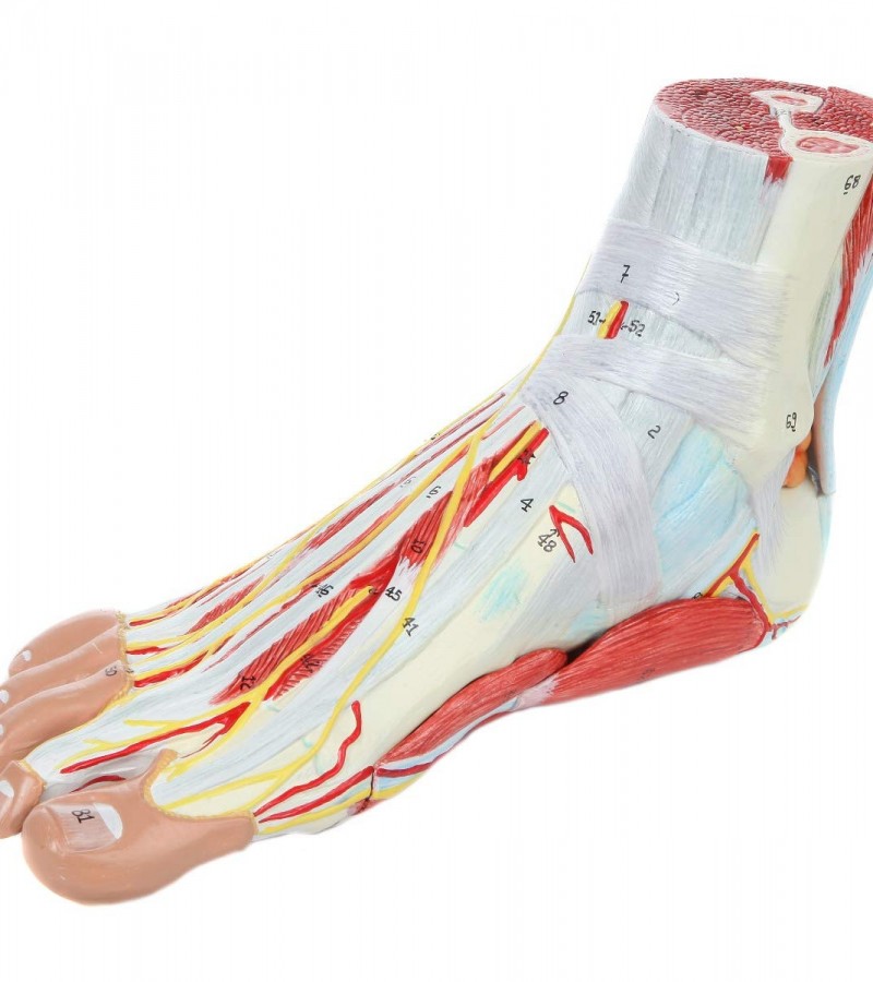 Anatomy Model of Foot with Muscles, Ligaments, Nerves and Arteries