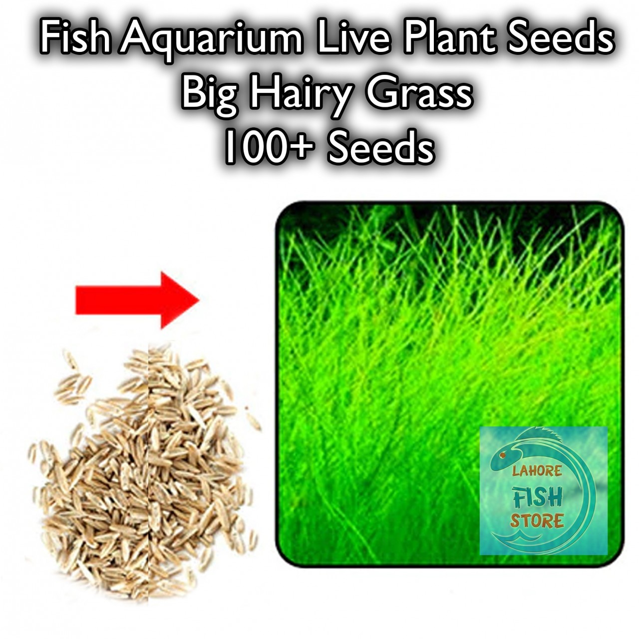 Fish Aquarium Live Plant Seeds - Big Hairy Grass - 100+ Seeds