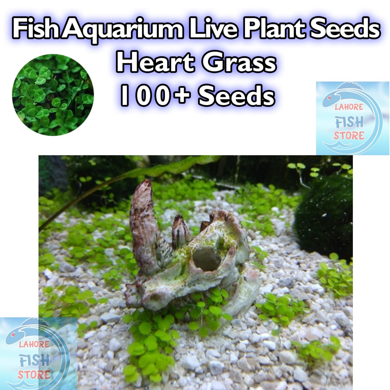 Fish Aquarium Live Plant Seeds - Heart Grass - 100+ Seeds