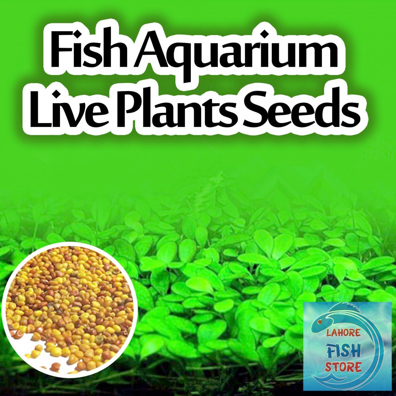 Fish Aquarium Live Plant Seeds - Love Grass - 100+ Seeds