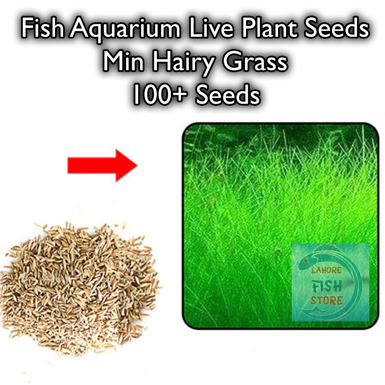 Fish Aquarium Live Plant Seeds - Mini Hairy Grass - 100+ Seeds