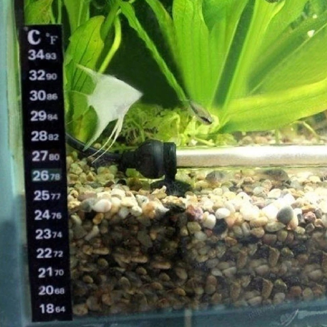 Fish Aquarium Temperature Scale Strip - Fish Tank Water Temperature Meter