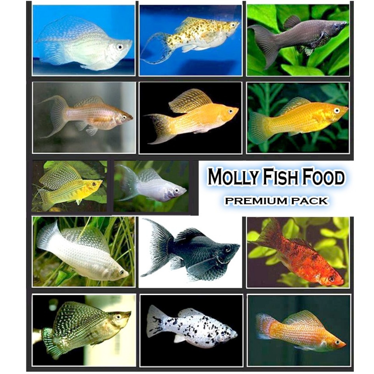 Fish Food For All Species Of Molly'S/Mollies - Premium Pack
