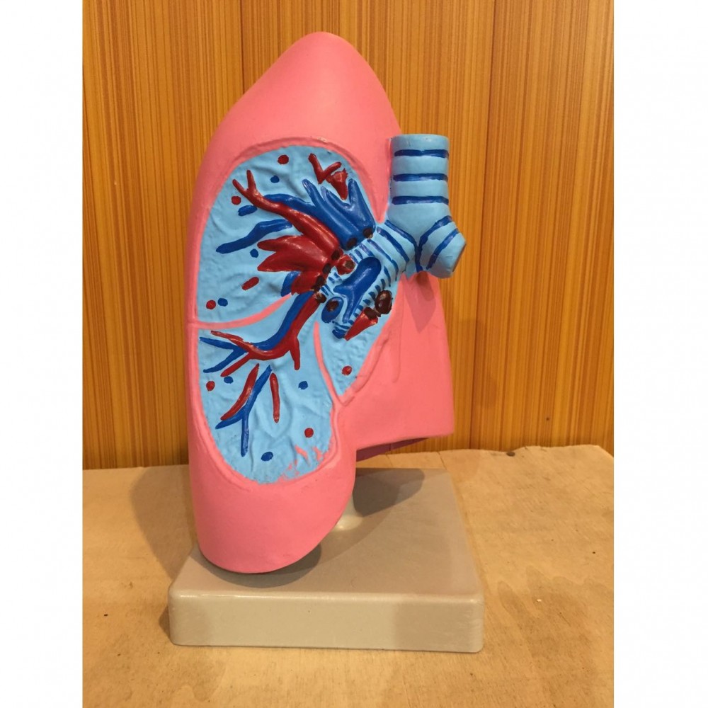 Human Anatomical Lungs Model