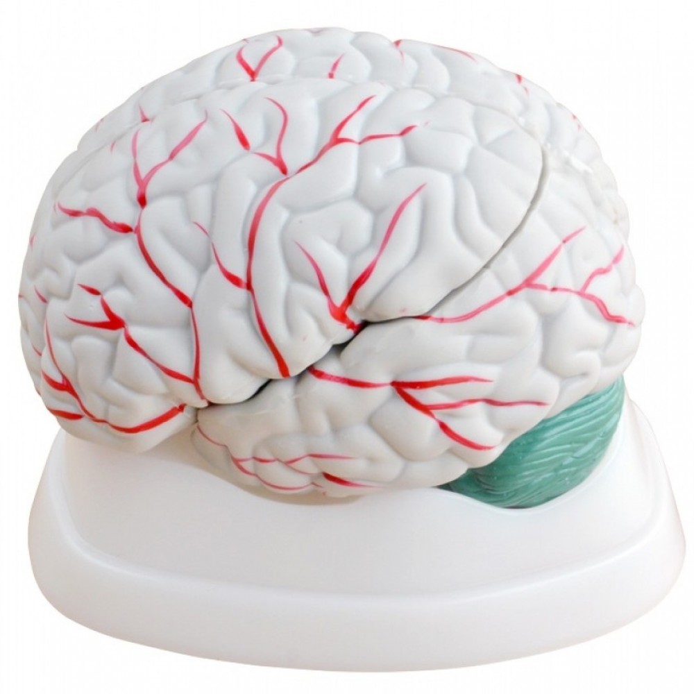 Human Anatomy Brain Model