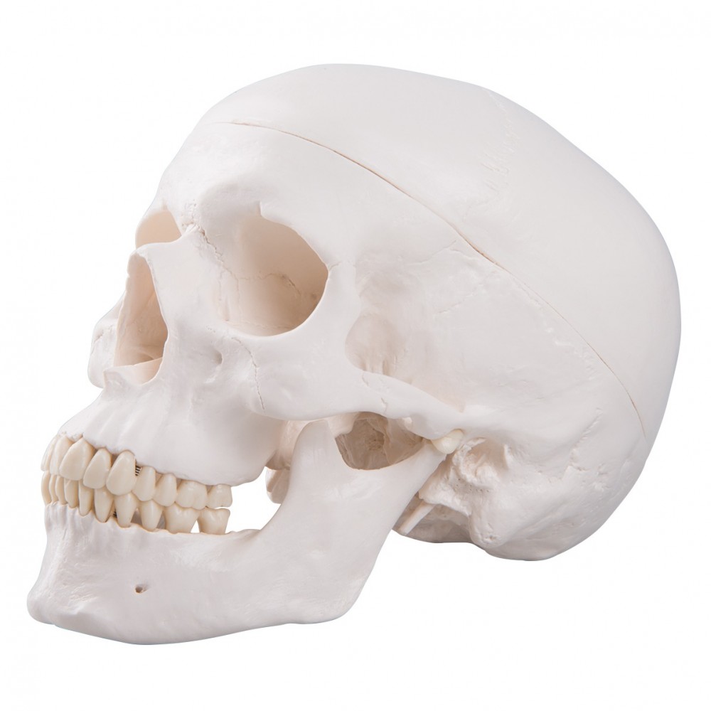 Human Anatomy Skull Model 3parts