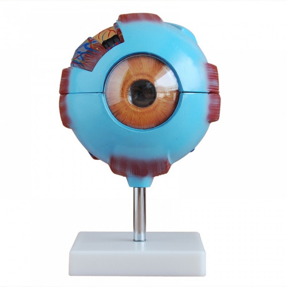 Human Giant Eye Model (For Medical Students & Doctors)