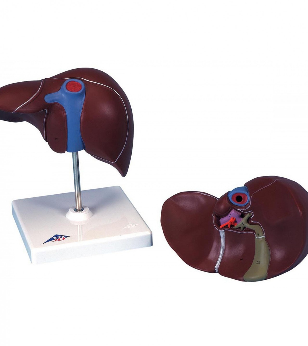 Human Liver Model With Gall Bladder Anatomical Model (For Medical Students & Doctors)