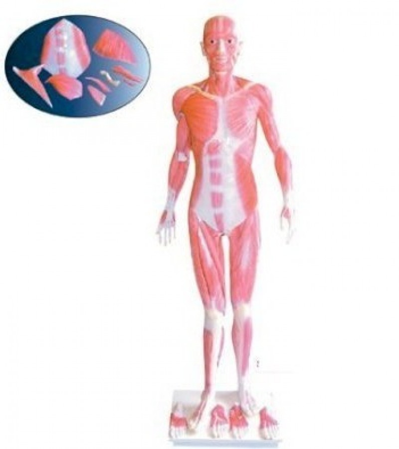 Human Muscular Whole Body Anatomy Model | 170cm | 6 foot