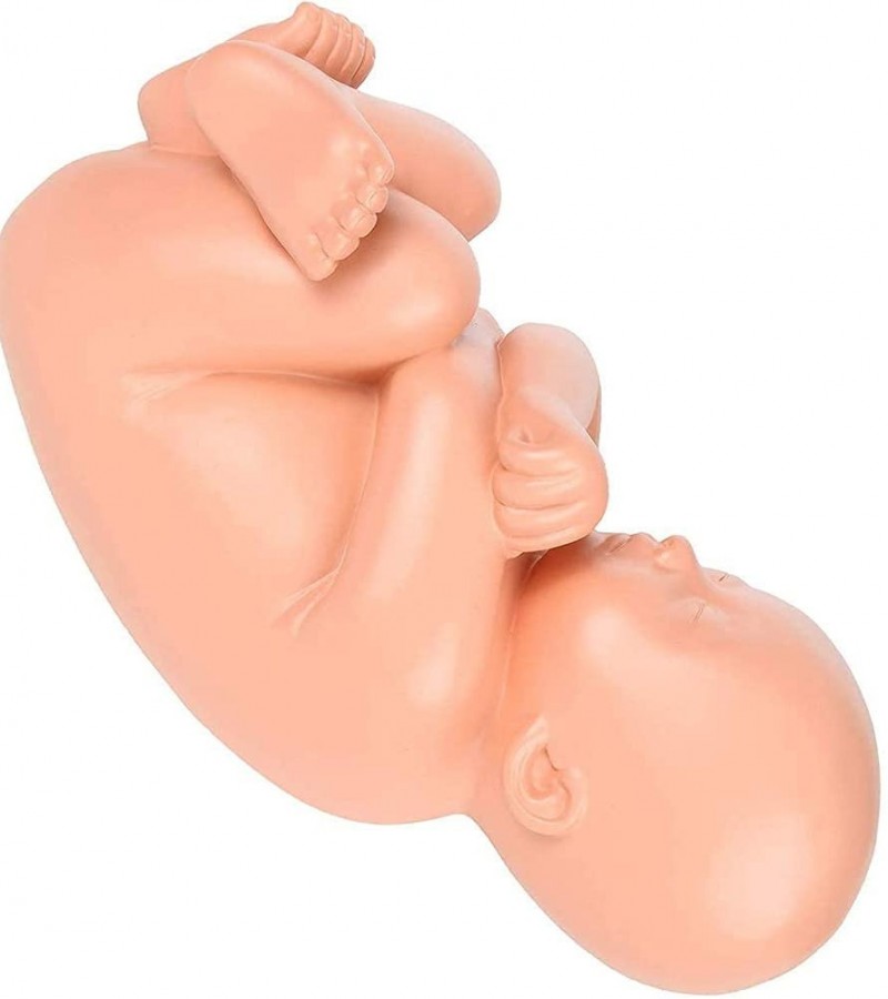Human Pregnancy Pelvis Fetus Development Anatomy Model