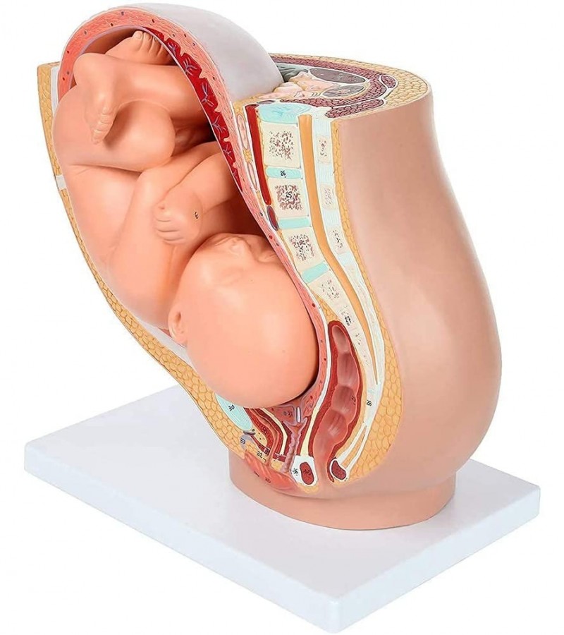 Human Pregnancy Pelvis Fetus Development Anatomy Model