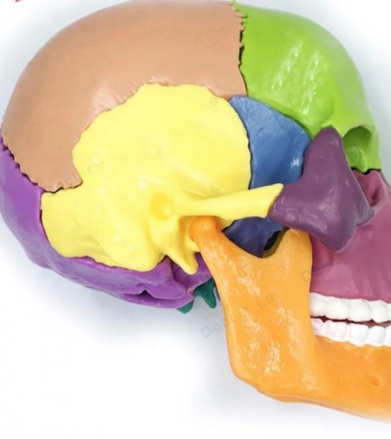 Human Skull Model
