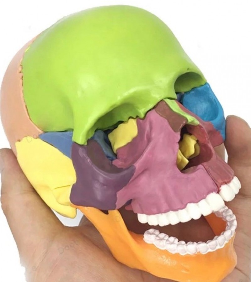Human Skull Model