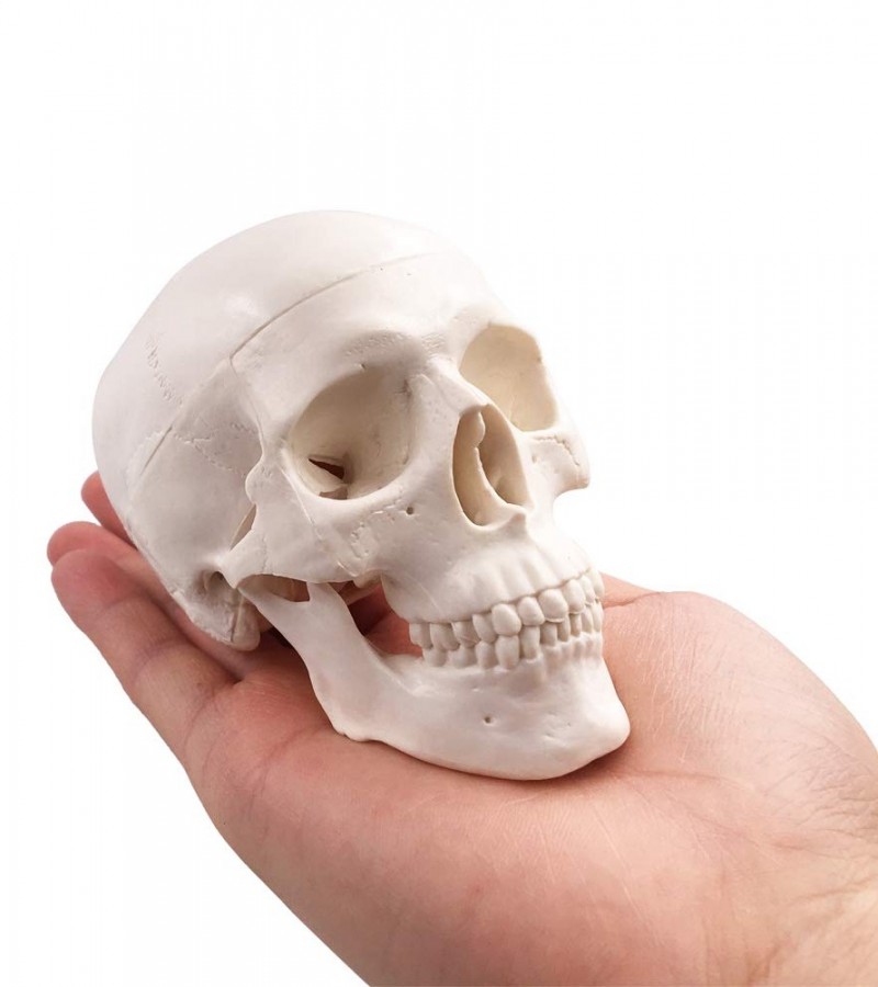 Mini Skull Model - 3 Parts Small Size Human Anatomical Anatomy