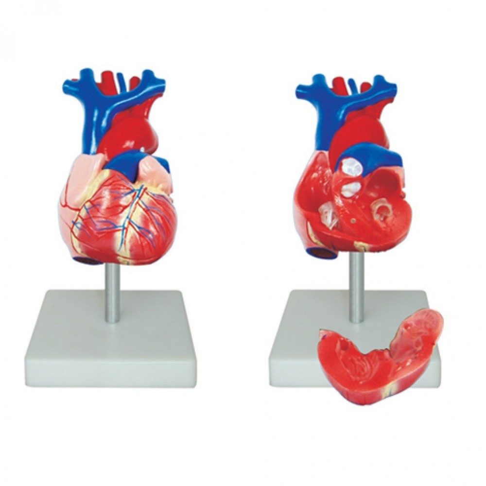 Human Anatomy Heart Model