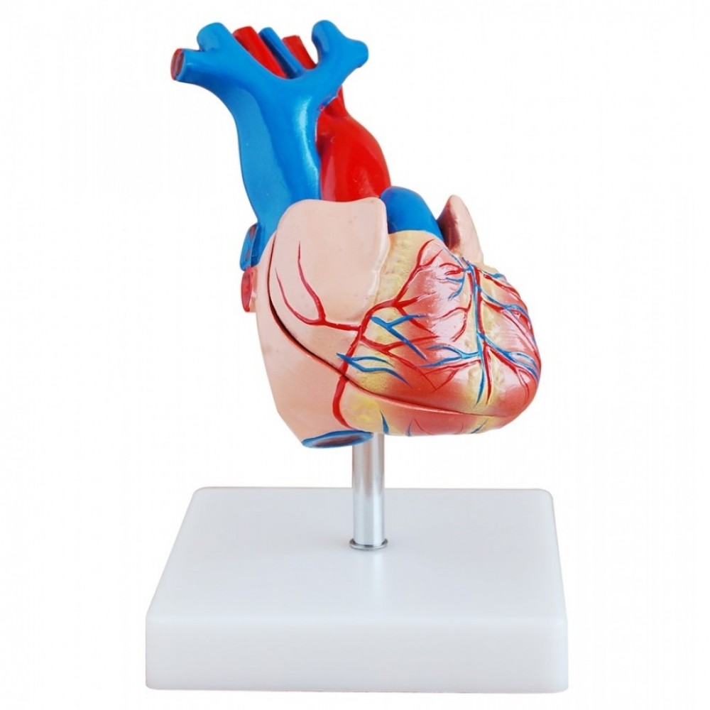 Human Anatomy Heart Model