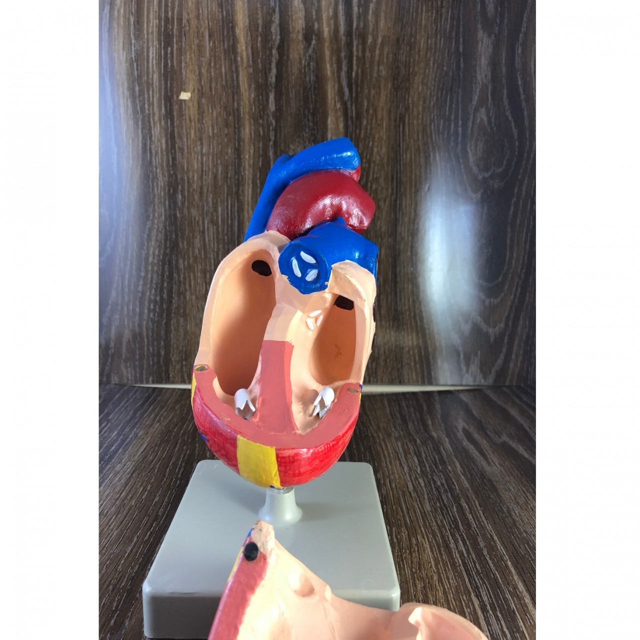 Human Anatomy Heart Model, Large