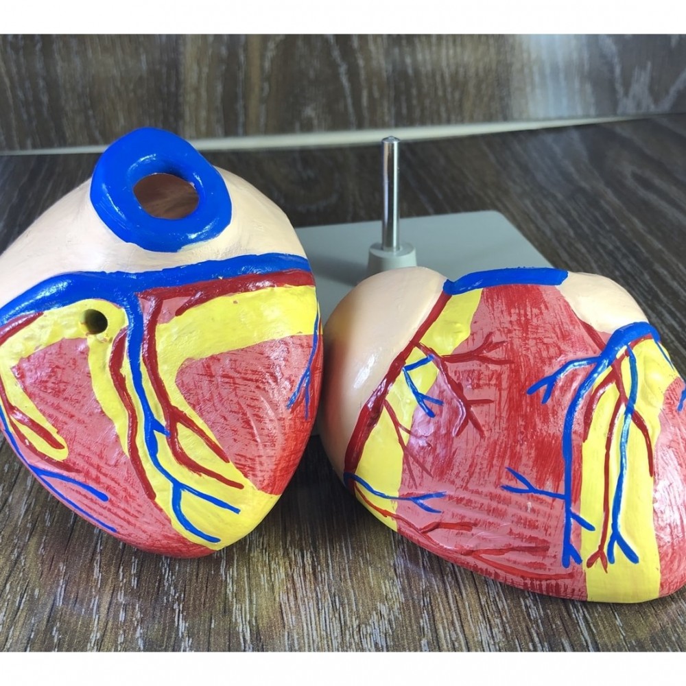 Human Anatomy Heart Model, Large