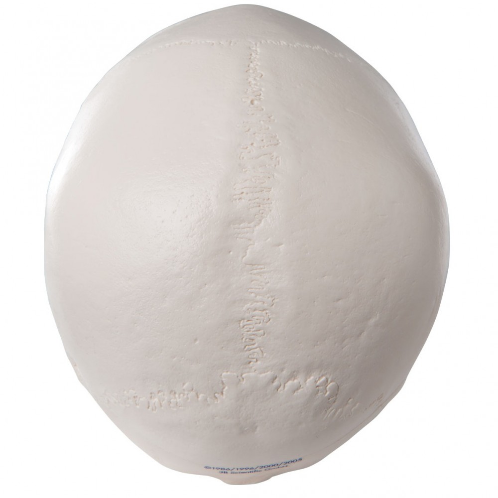 Human Anatomy Skull Model 3parts