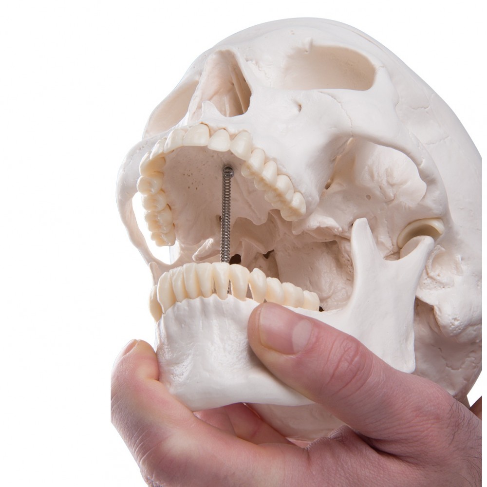 Human Anatomy Skull Model 3parts
