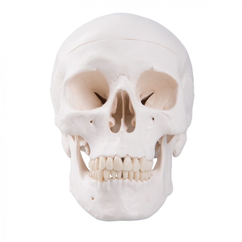 Human Anatomy Skull Model 3parts