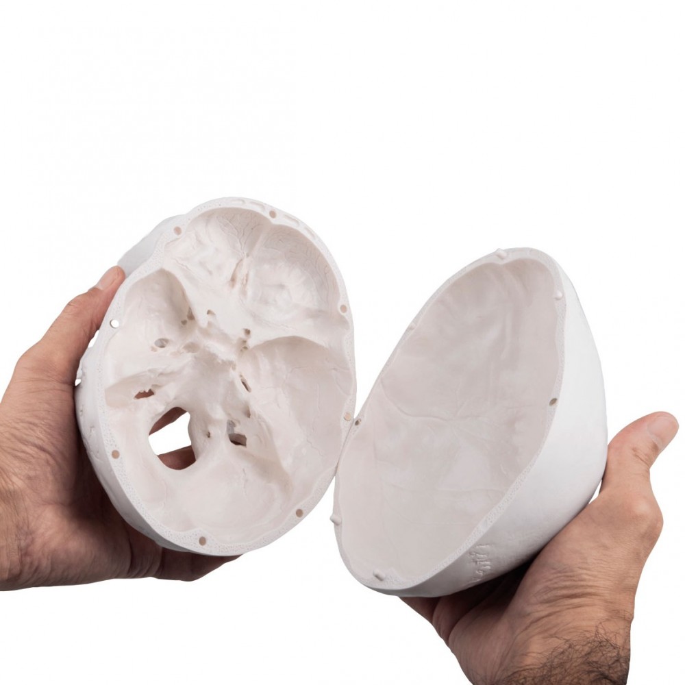 Human Anatomy Skull Model 3parts