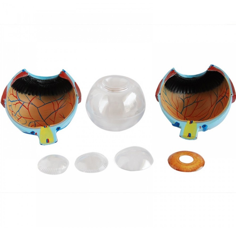 Human Giant Eye Model (For Medical Students & Doctors)