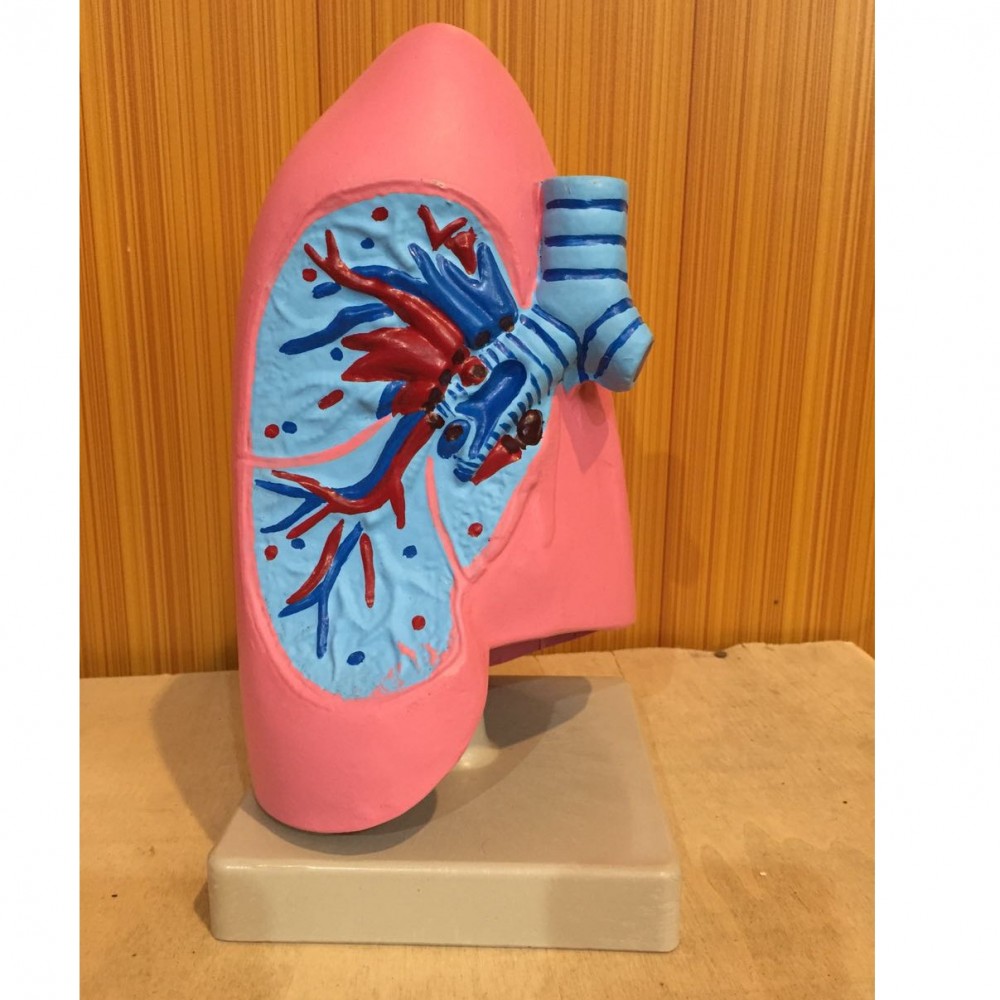 Human Lungs Anatomy Model (For Medical Students, Doctors)