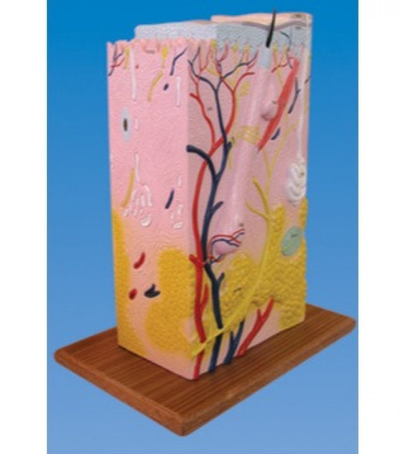 Human Skin Model, Large Size