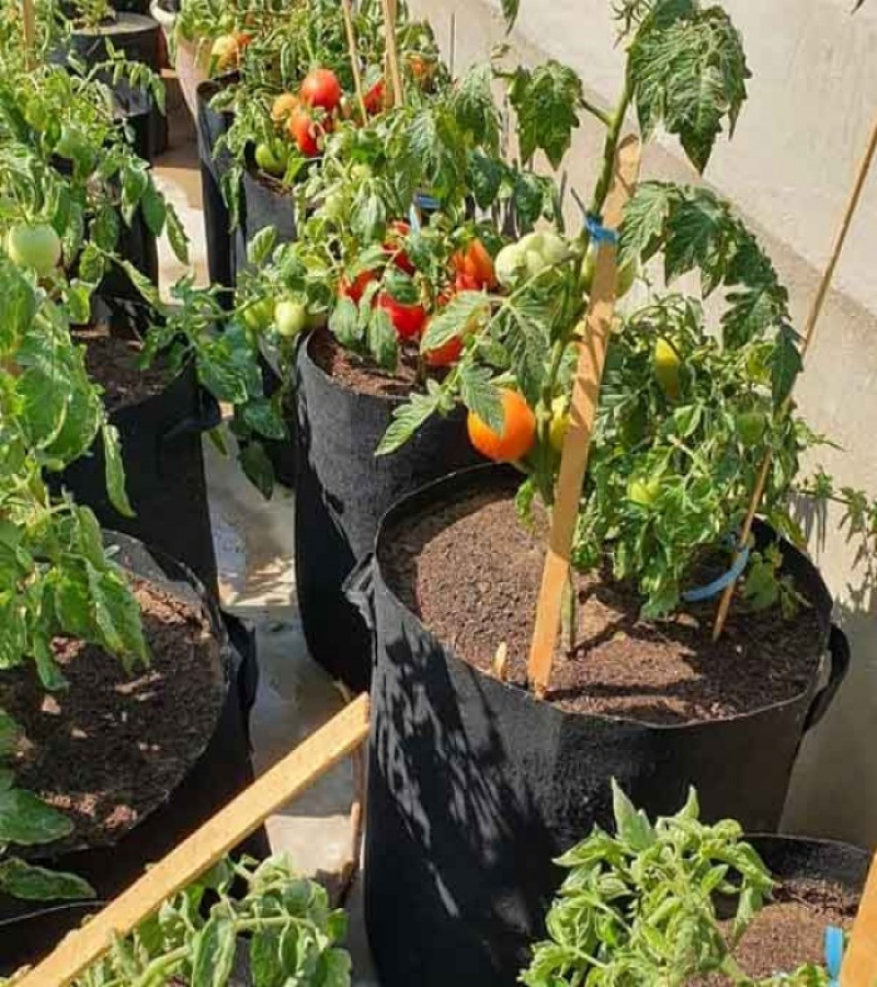 Grow Bags Fabric Bags Deal of 5 bags 15*16inches  with free gift by GTA TRADER'S