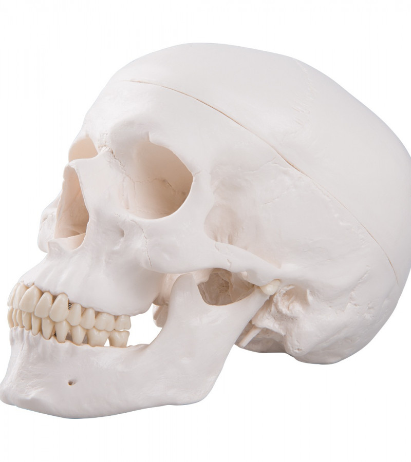 Classic Human Skull Model | 3 Parts | Magnetic | Skull Teaching Model