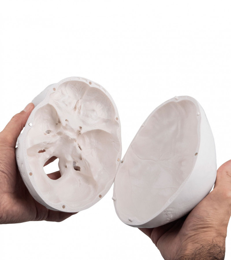 Classic Human Skull Model | 3 Parts | Magnetic | Skull Teaching Model