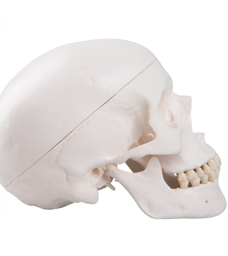 Classic Human Skull Model | 3 Parts | Magnetic | Skull Teaching Model