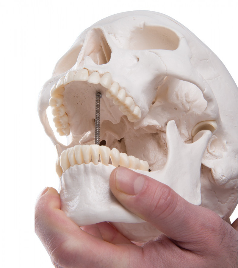 Classic Human Skull Model | 3 Parts | Magnetic | Skull Teaching Model