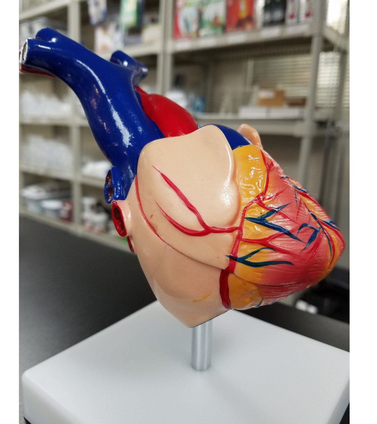 Human Anatomy Heart Model | Life Size | Magnetic | Teaching Model