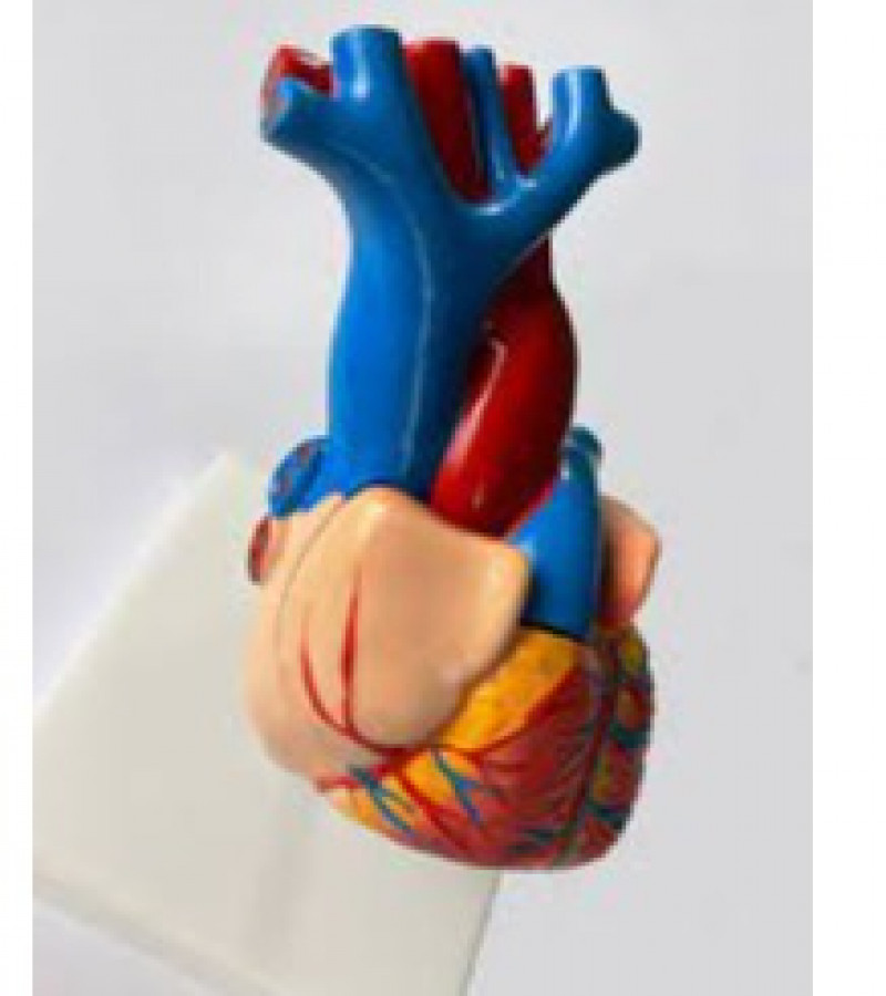 Human Anatomy Heart Model | Life Size | Magnetic | Teaching Model