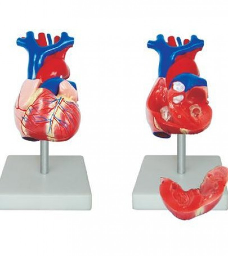 Human Anatomy Heart Model | Life Size | Magnetic | Teaching Model