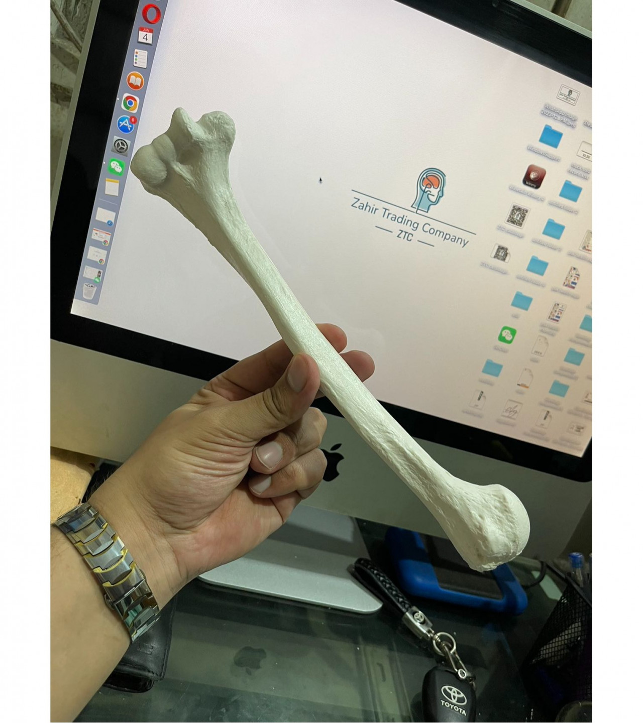 Human Humerus Bone Model | Life Size | Teaching Model