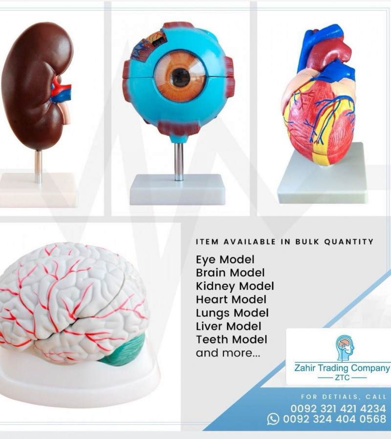 Human Kidney Anatomy Model 2 parts | Human Kidney Teaching Model