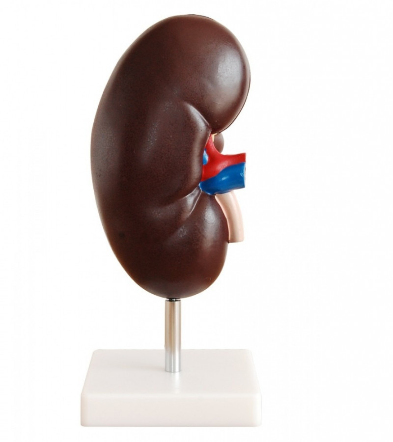 Human Kidney Anatomy Model 2 parts | Human Kidney Teaching Model
